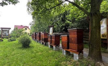Stojące w szeregu drewniane ule. W tle zielone drzewa